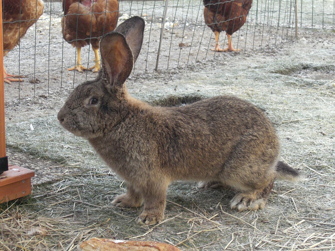 Young Flemish Giant buck standing in profile in a farmyard