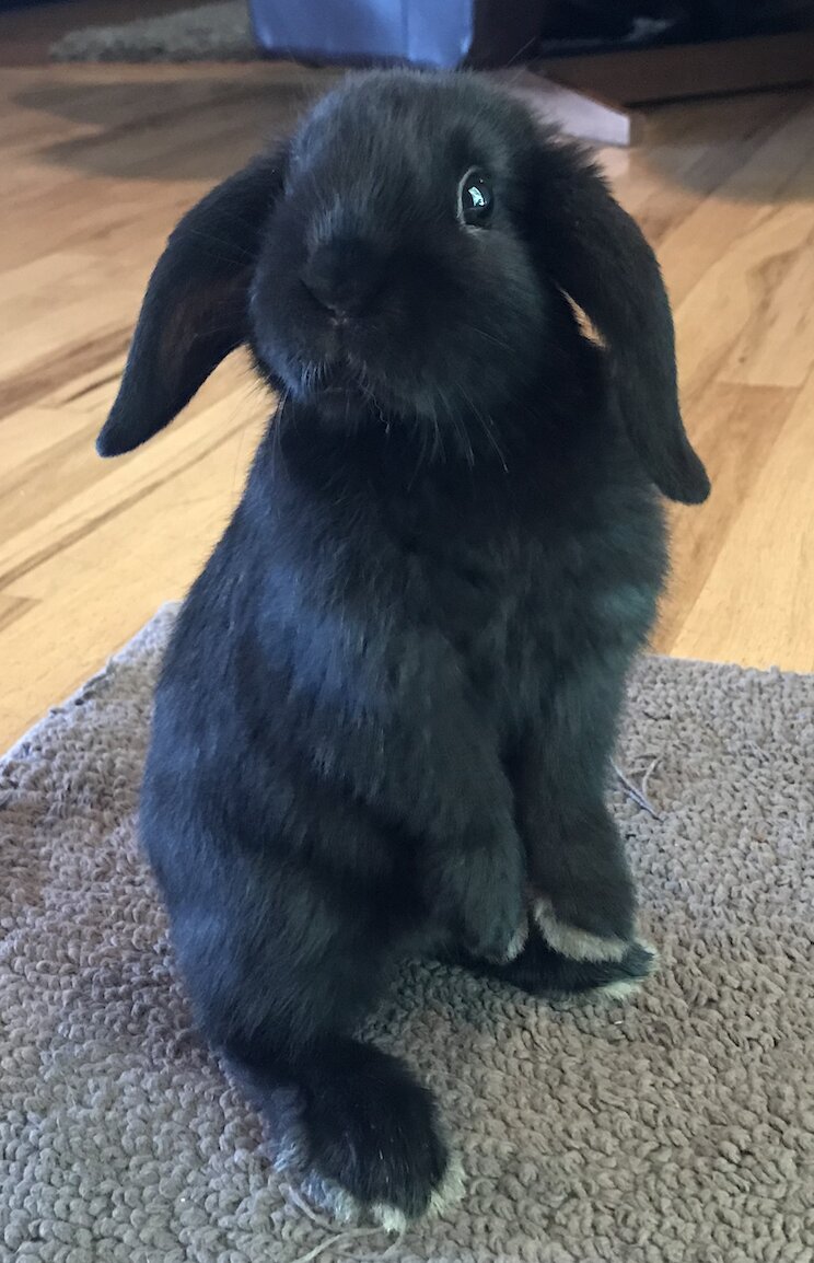 Holland Lop standing on its back feet