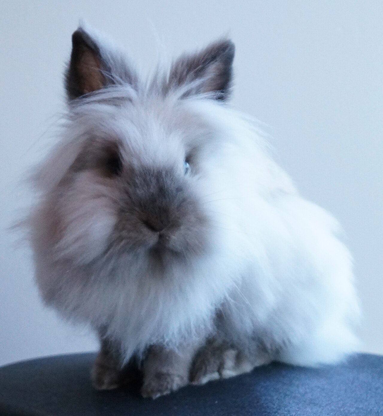 Sable point Lionhead rabbit with a full mane, facing the camera