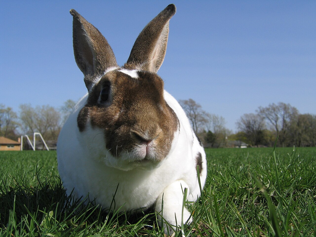 Broken castor Rex rabbit sitting on grass, facing the camera